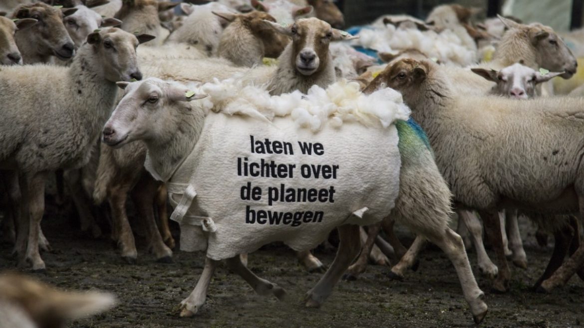 Er komt een bijzondere kudde deze kant op gedenderd.