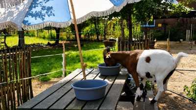 Aan tafel….