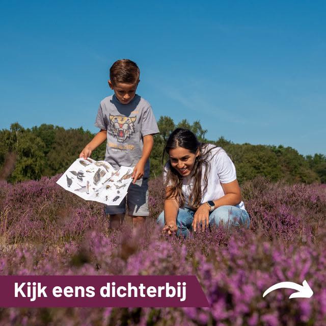 Tijdens een wandeling over de heide zie je misschien vooral de paarse bloemen. Maar vlak onder je neus gebeurt nog veel meer.