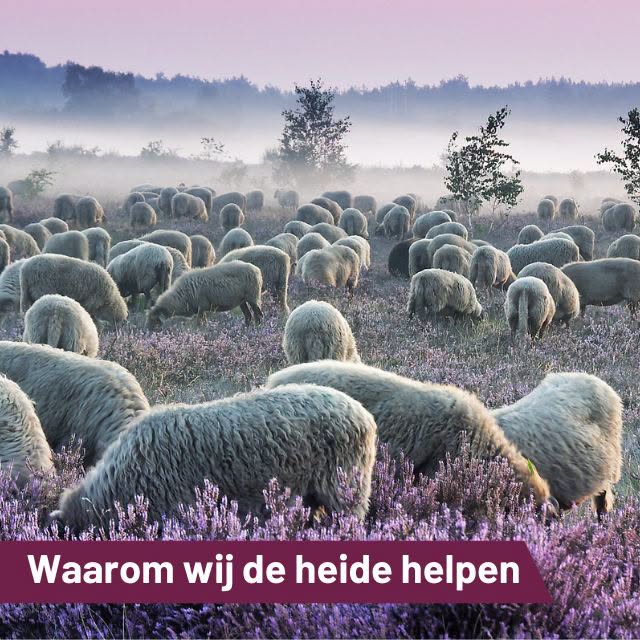 De heide lijkt misschien een stukje wilde natuur dat zichzelf wel redt. Toch is dat niet zo.