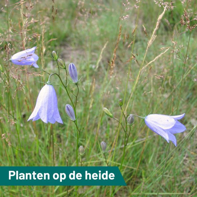 Heideplanten