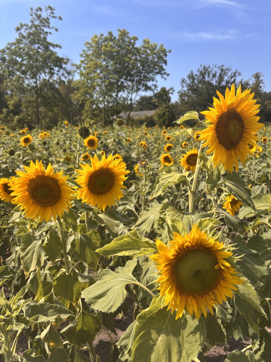 Schilderwedsstrijd Zonnebloemen