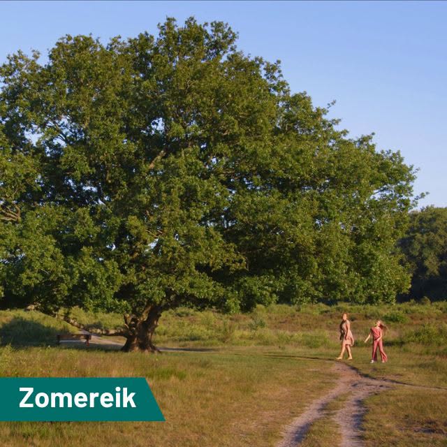 De zomereik…