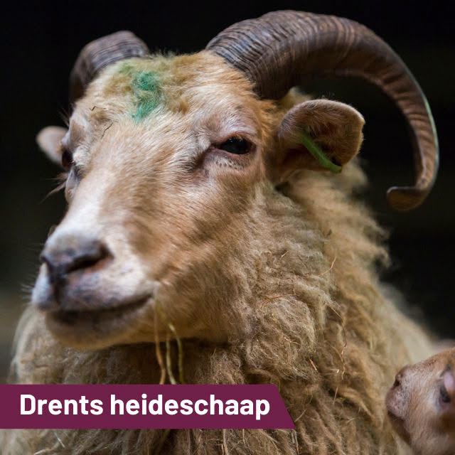 Echte Gooiers
