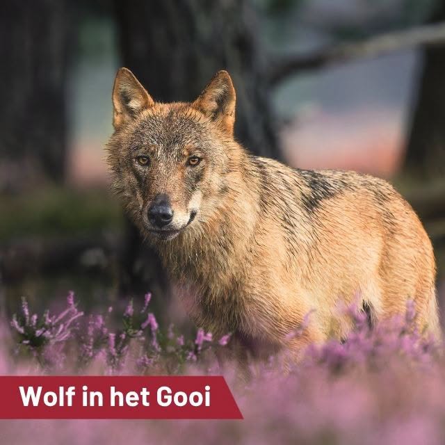 GNR: Honden voorlopig aan de lijn!