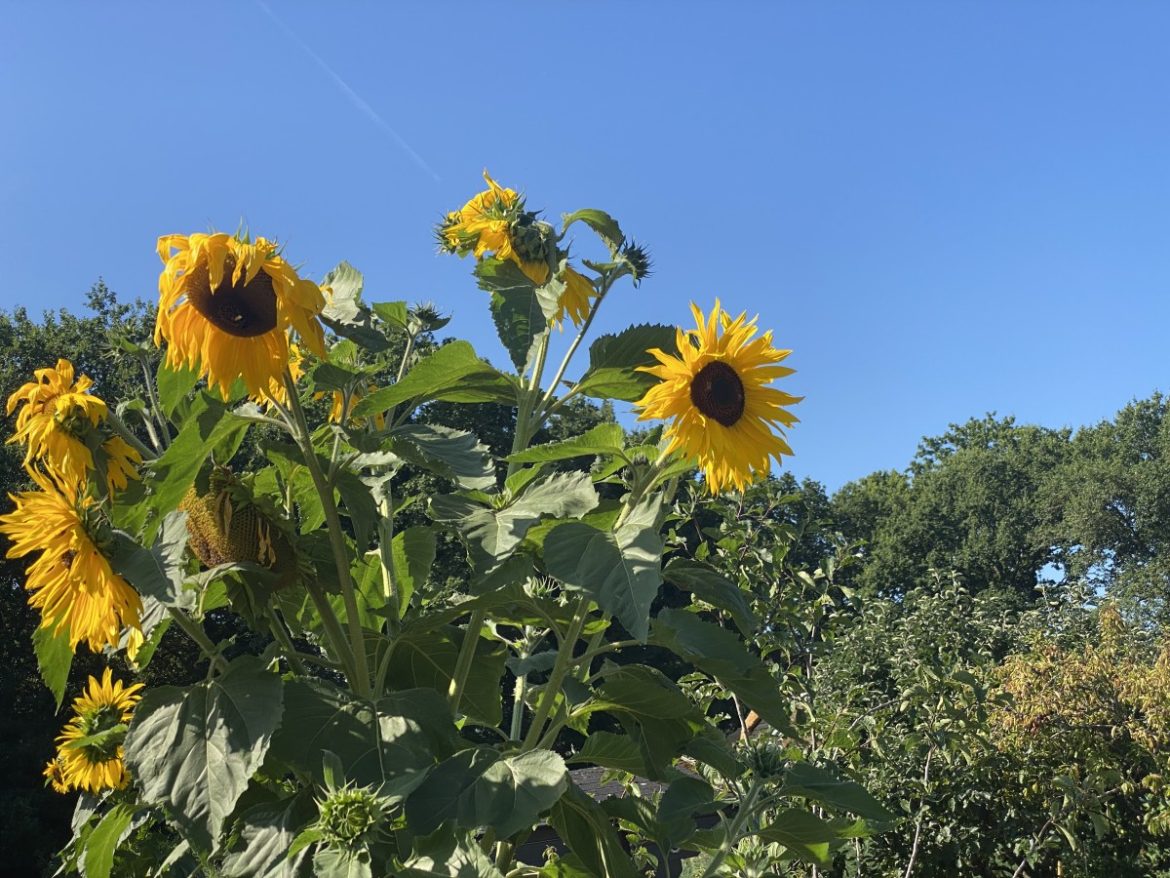 De lucht wordt schoner waardoor inwoners van Laren naar schatting 74 dagen langer leven