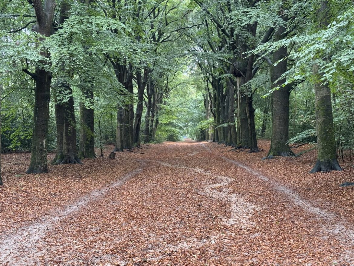 De herfstzomer…