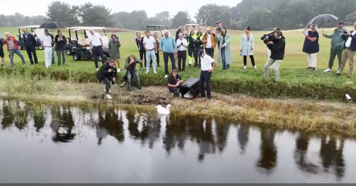 (video) Na een spannende periode is er eindelijk goed nieuws: gans Jansen komt terug naar de Goyer.