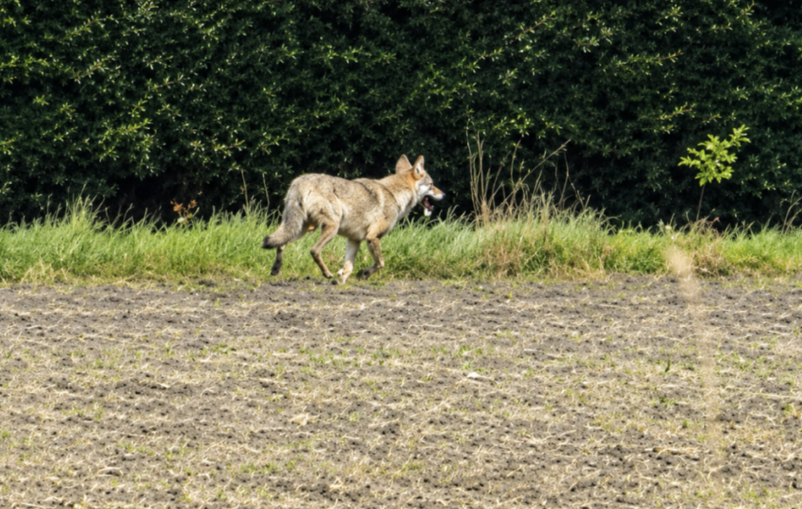 ( video) WOLF GESPOT OP AKKER NAARDERSTRAAT!!!