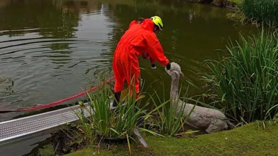 Brandweer redt uitgeputte alpaca na urenlange strijd in vijver in Laren