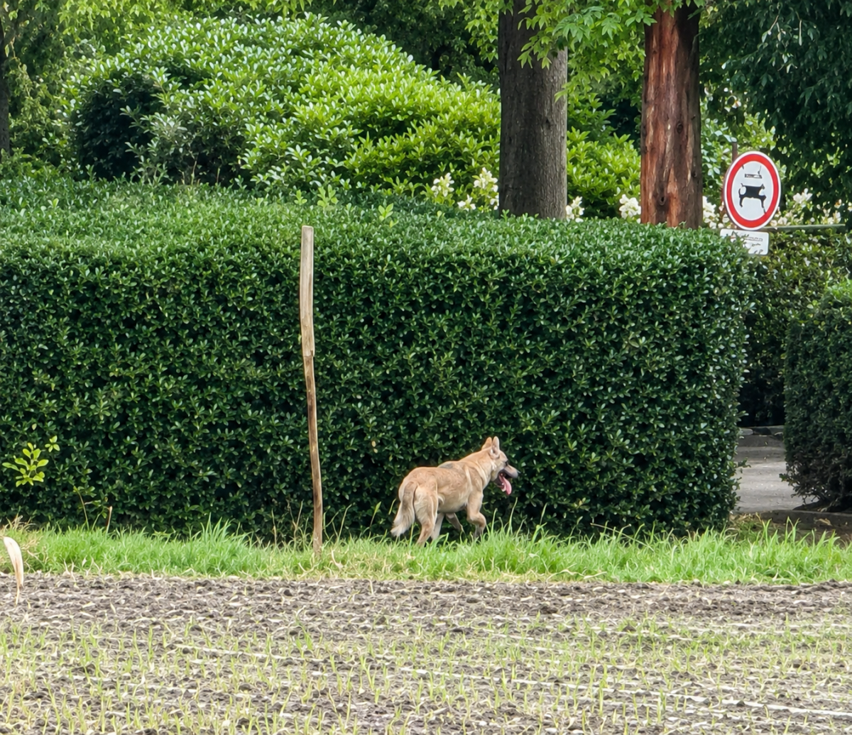 Wolf gesignaleerd op de heide: Goois Natuurreservaat roept hondeneigenaren op dieren aan te lijnen