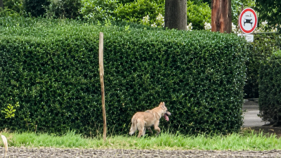 ( video) WOLF GESPOT OP AKKER TAFELBERGWEG!!!
