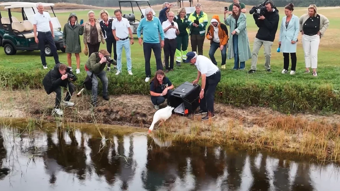 Gans Jansen geraakt door golfbal, nu feestelijk terug op De Goyer na wekenlange revalidatie
