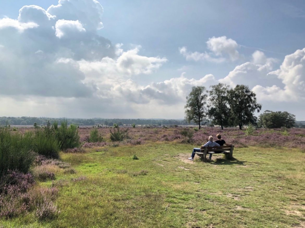 Waar blijft de prachtige paarse heide? Beroemde Gooise attractie heeft last van de droogte. ’Langzamer en later in bloei’ 