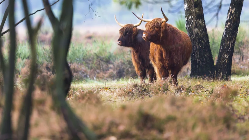 Koester ons groene thuis…