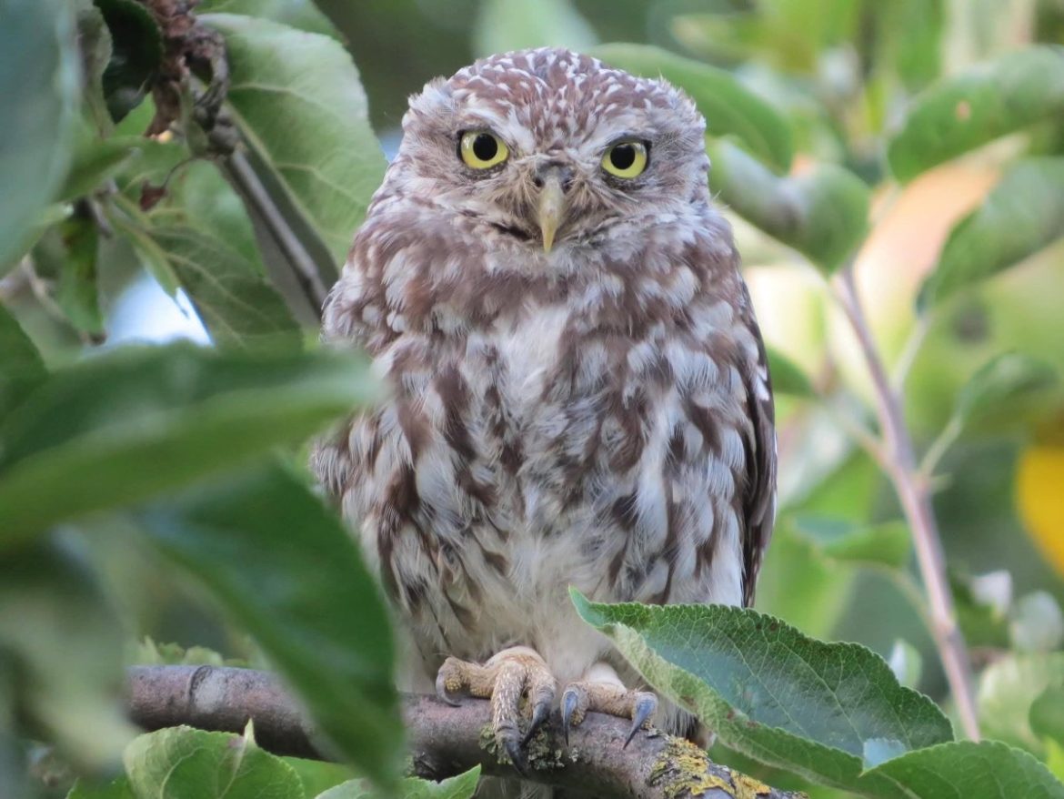 Cursus “Vogels kijken voor beginners” (16+)