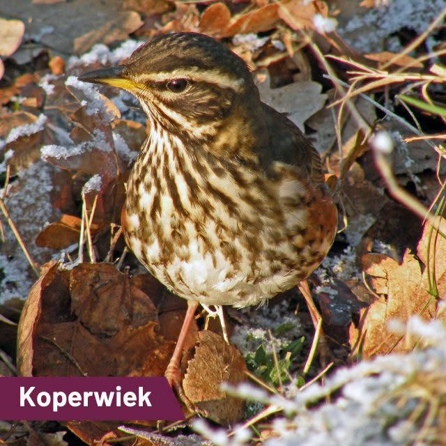 De koperwiek