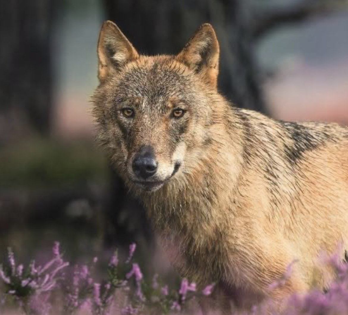 Reactie gemeente Laren op wolf