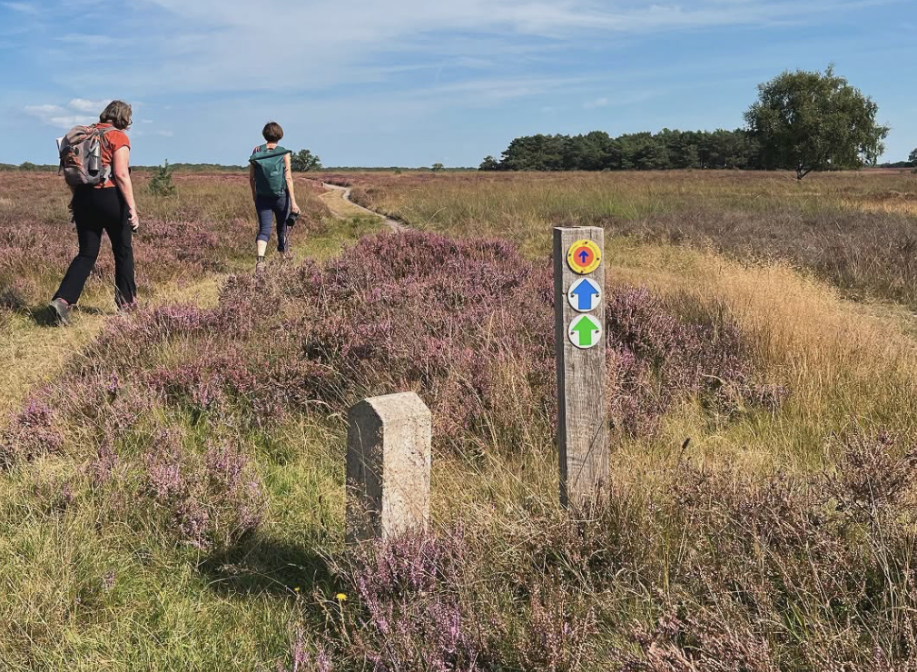 Etappe 16 van Noord-Hollandpad is extra vanwege de bloeiende heide!