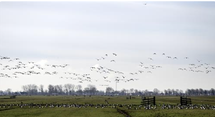 Einde aan jarenlange groei van ganzenschade in Noord-Holland