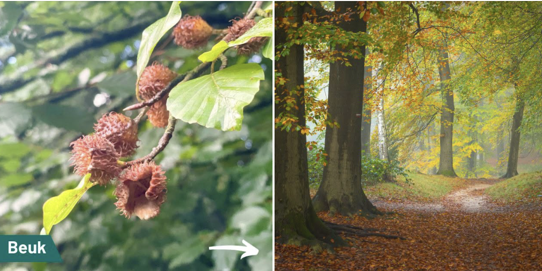 Beukennootjes…