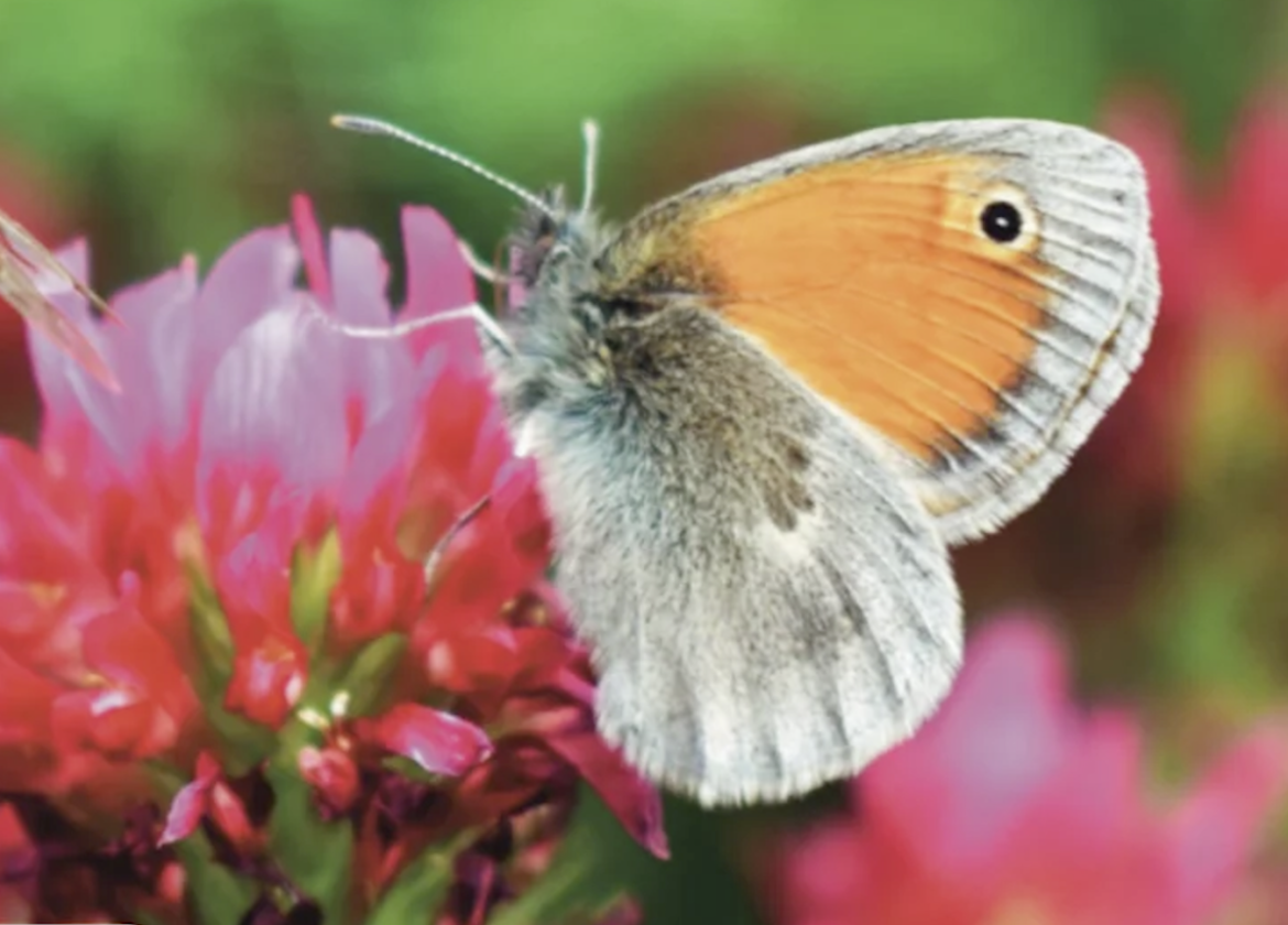 Natuurcafé in Laren over vogels, vlinders en een biodiverse tuin
