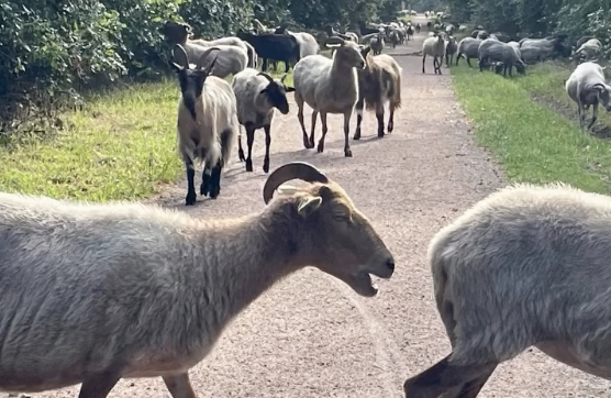Bol-an met de schapen!