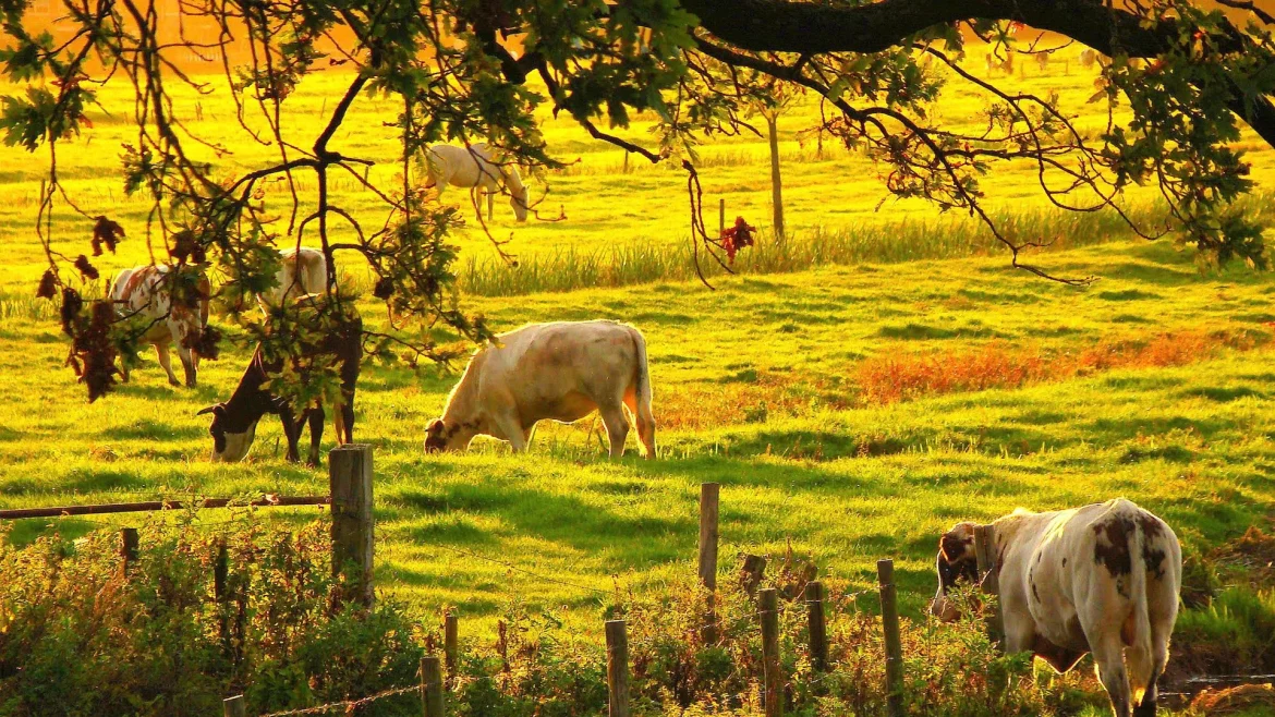 Vrij Polderland en Eemland300 fuseren en vormen nieuwe vereniging voor Eemvallei; ‘Beschermen wat waardevol is’