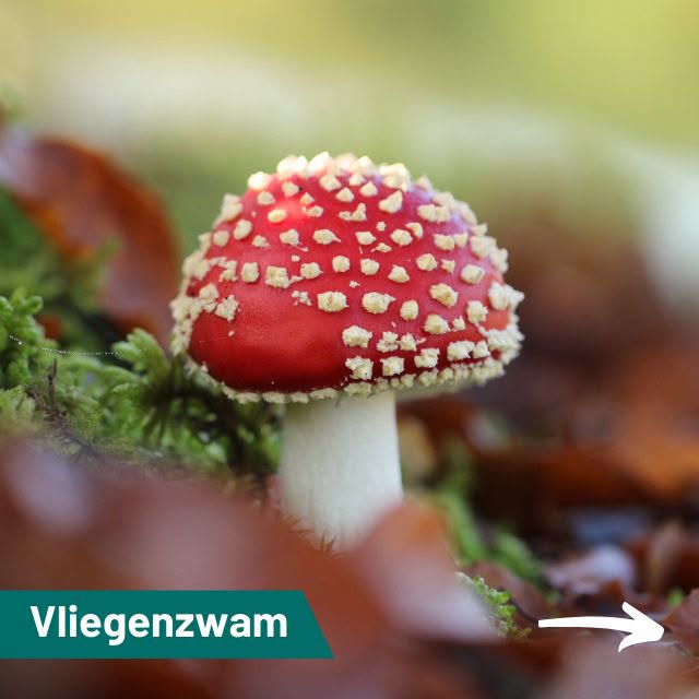 De vliegenzwam
