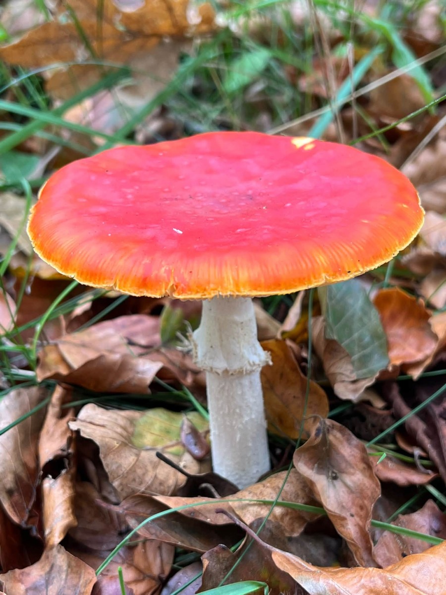Herfst…