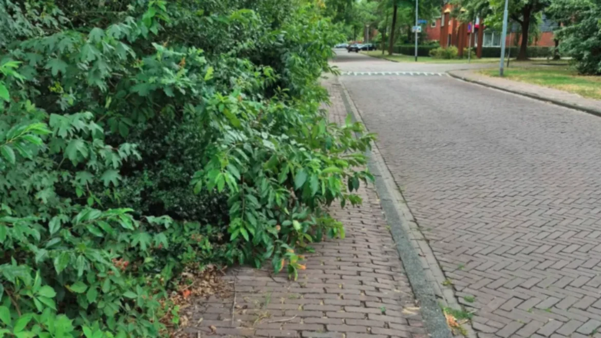 Gemeente Laren erkent dat groen er soms minder goed bij ligt: ‘Aannemers lopen soms achter’