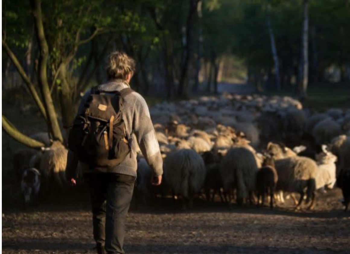 GNR zoekt natuurbeschermers in het Gooi: inwoners kunnen vanaf 2,50 euro per maand bijdragen